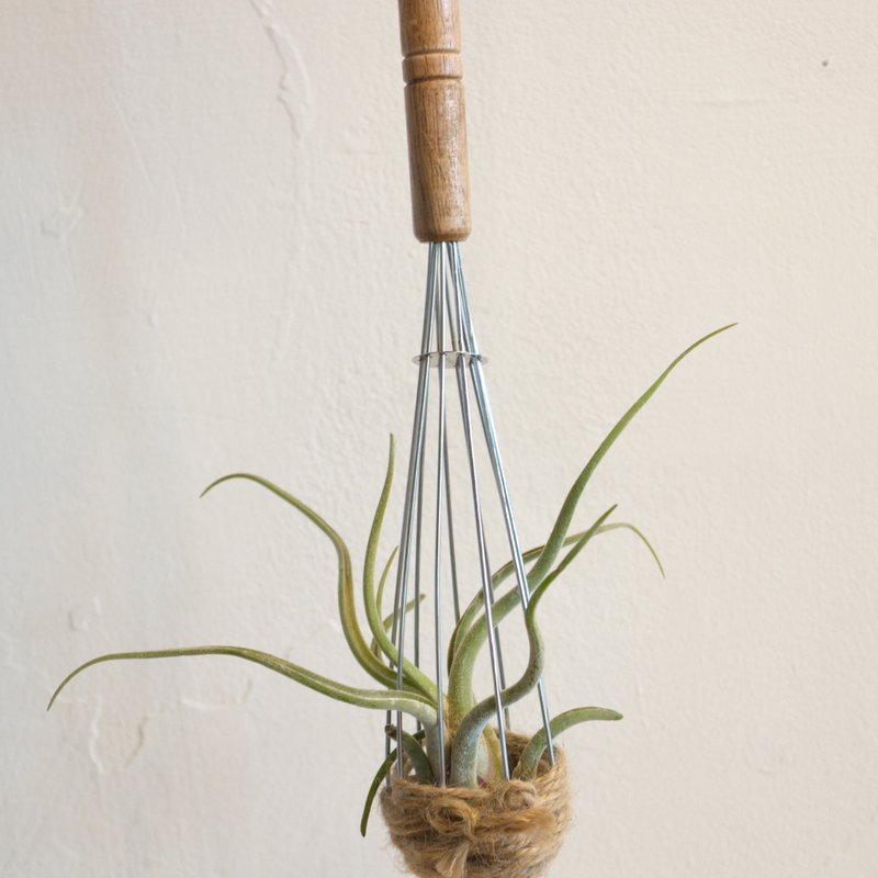 Hanging Tillandsia - Queens Head - ตกแต่งต้นไม้ - โลหะ สีทอง