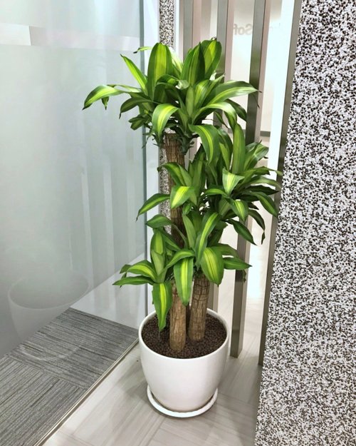 菩提園藝 【限新竹地區】【送禮盆栽】巴西鐵樹 | 經典水缸瓷盆 | 霧面白
