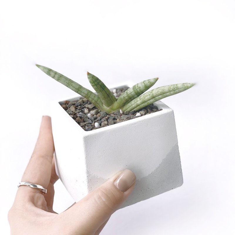 (Pre-order) White and gray gradient series | Bergamot Sansevieria rare Sansevieria square two-color Cement planting - Plants - Plants & Flowers Gray