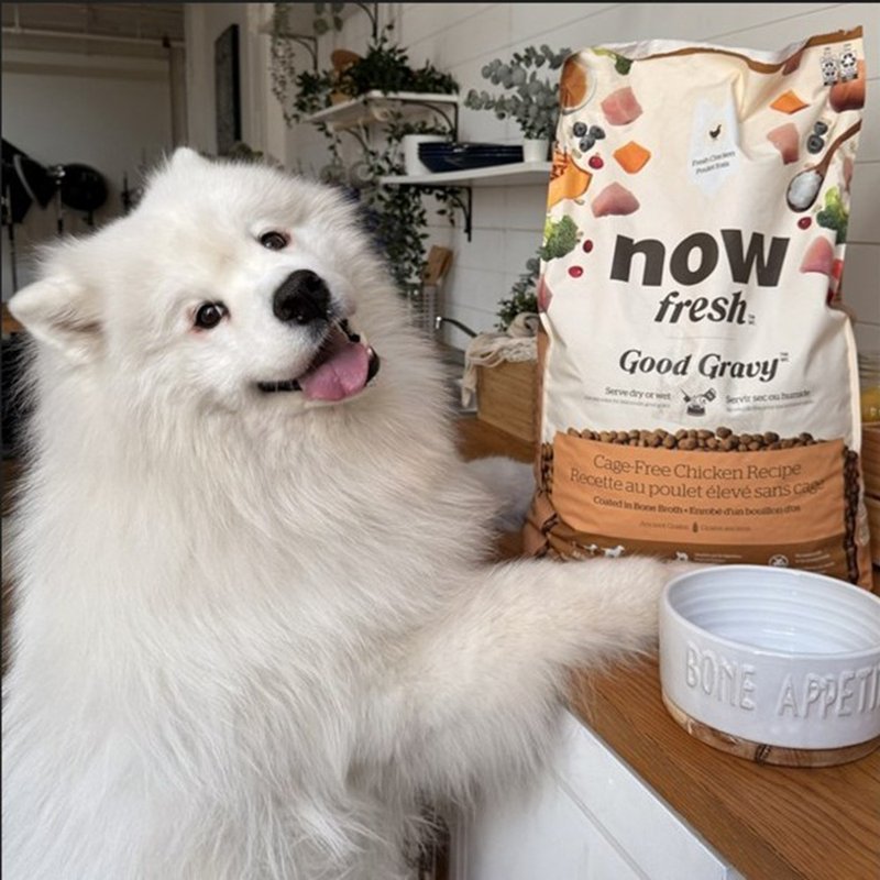 【狗主食】now 雞肉 中型成犬 高湯天然糧 乾濕兩吃 狗飼料 狗糧 - 貓/狗罐頭/鮮食 - 新鮮食材 