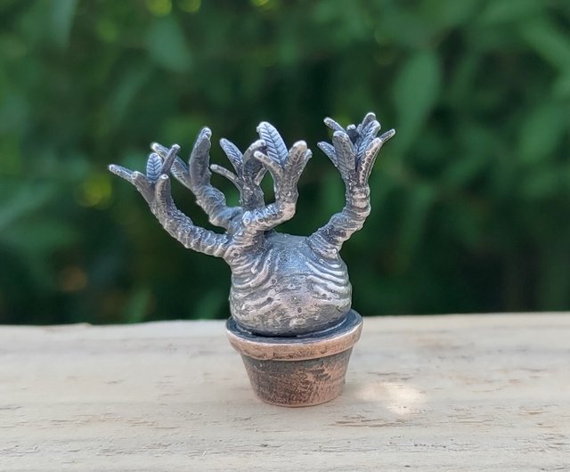 塊根植物　パキポディウム　グラキリス パキポディウム・グラキリス no.2/盆栽、多肉植物、塊根植物