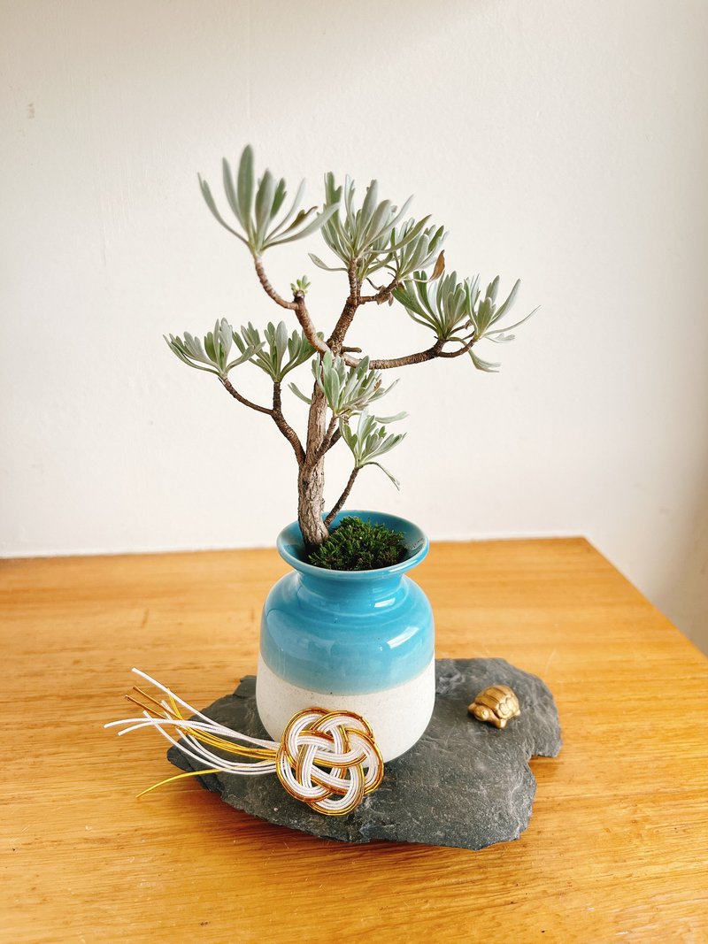 純自然 日式 迷你 盆栽 日本芙蓉 水引 金龜 送禮 - 植栽/盆栽 - 植物．花 藍色