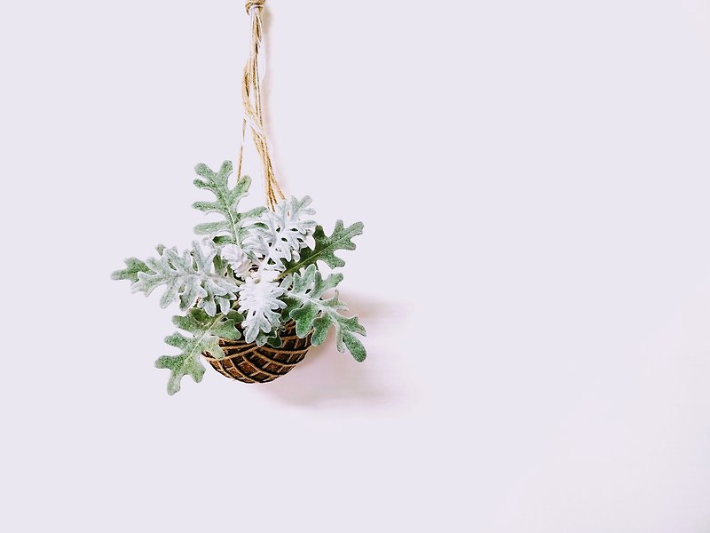 【銀葉菊 - 苔球 】 - 植物/盆栽/盆景 - 植物．花 銀色