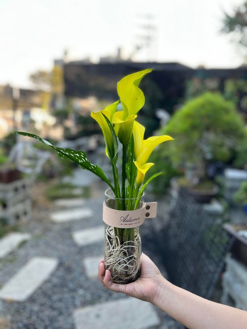 植物蔓蔓 l 水培植栽專賣 水培植栽│冬季限定 彩色海芋_室內植物 辦公室盆栽 送禮