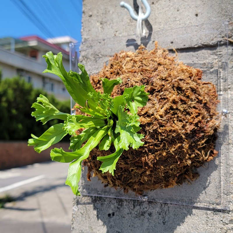 シダ上板 植栽床板 植栽板 トノサマシダ 枝角山 ス上板 シダ上板 加工品 - 花瓶・植木鉢 - プラスチック 透明