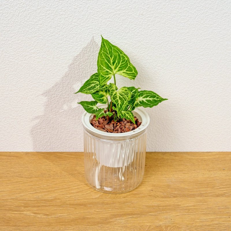 蠟染合果芋 免澆水盆栽 室內植物 觀葉植物 禮物 盆栽 辦公室小物 - 盆栽/植栽 - 陶 透明