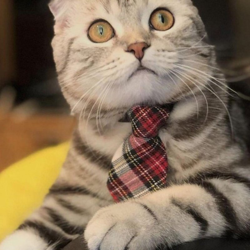 Ella Wang Design Tie Pet Tie Cat and Dog Check Gentleman - ปลอกคอ - ผ้าฝ้าย/ผ้าลินิน สีแดง