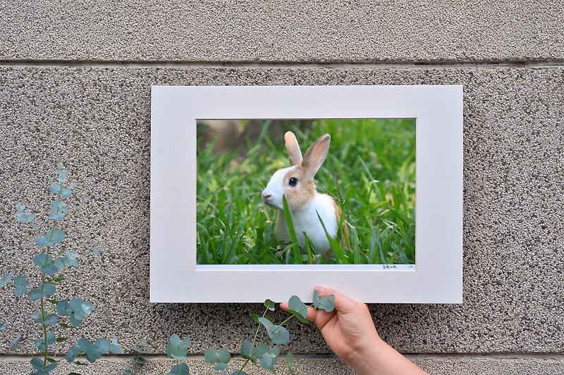 Original limited edition rabbit photography art-Yang - ของวางตกแต่ง - กระดาษ สีเขียว