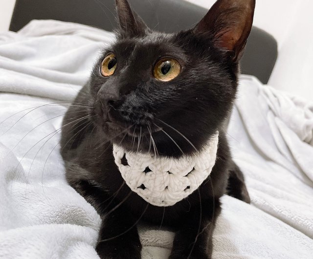 あちゃちゅむ 帽子マフラー 猫デザイン あちゃちゅむ 帽子マフラー 猫デザイン