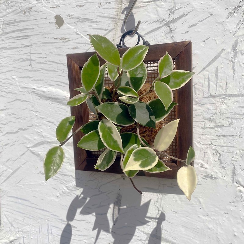 [Orchid Picture Frame] Textured Carbonized Frame/Indoor Plant - ตกแต่งต้นไม้ - พืช/ดอกไม้ สีเขียว