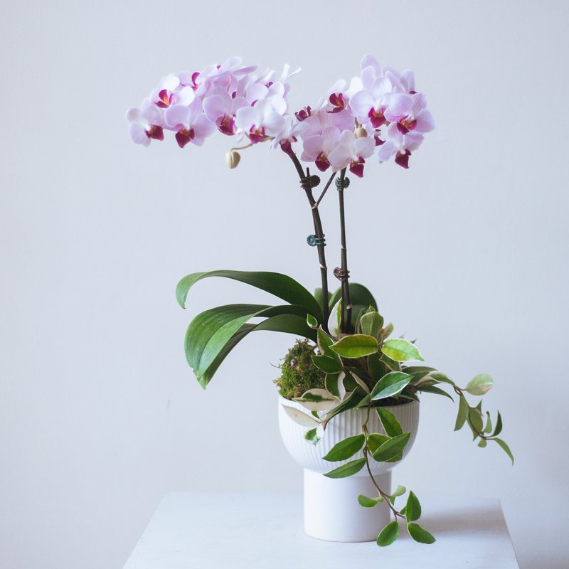 No. 1 orchid tall potted plant | Promotion | Opening gift | Home decoration - ตกแต่งต้นไม้ - พืช/ดอกไม้ สึชมพู