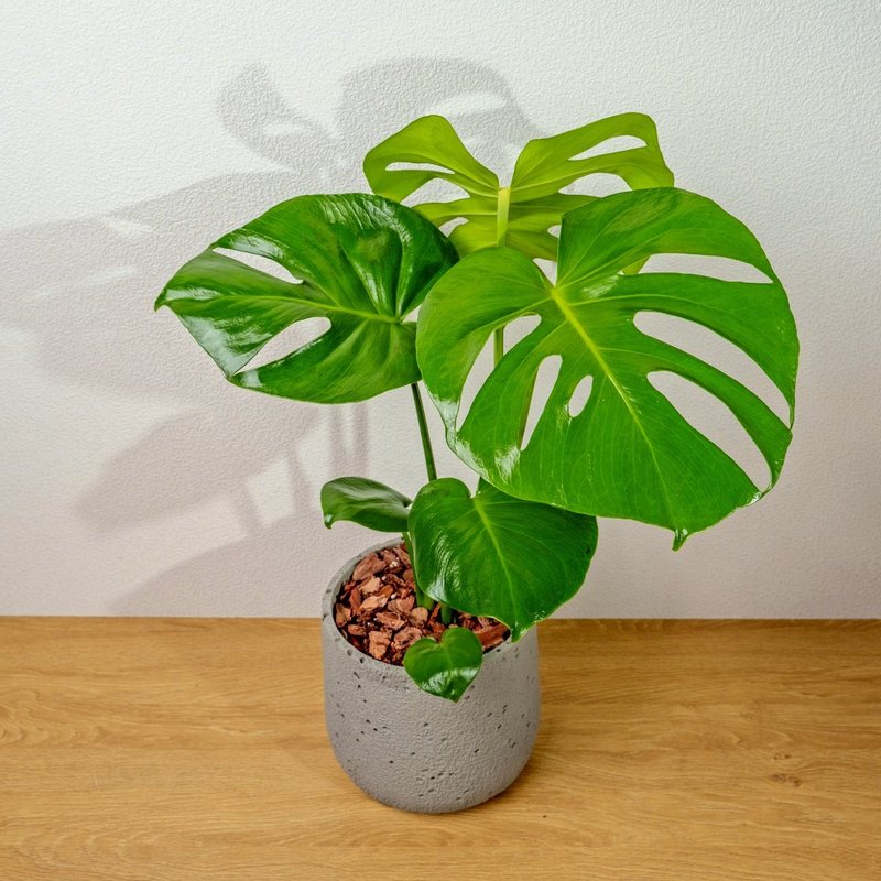 龜背芋圓點水泥盆栽 開幕盆栽推薦 送禮 - 盆栽/植栽 - 植物．花 灰色