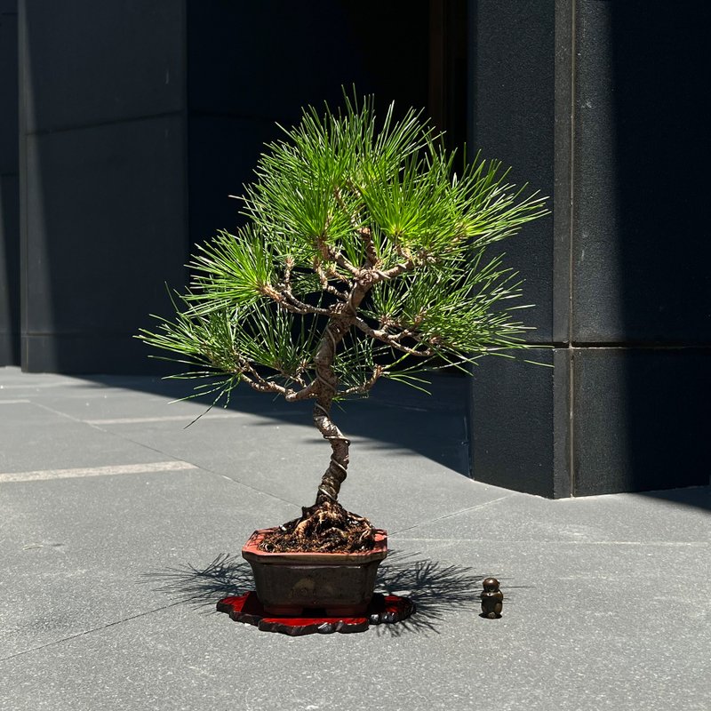 Evergreen Japanese Mikawa Black Pine | Scholar Bonsai Bonsai Tree - ตกแต่งต้นไม้ - ดินเผา 