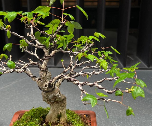唐楓 ∣ 異形平幹小型盆栽鉢植え - ショップ mu bonsai 観葉植物