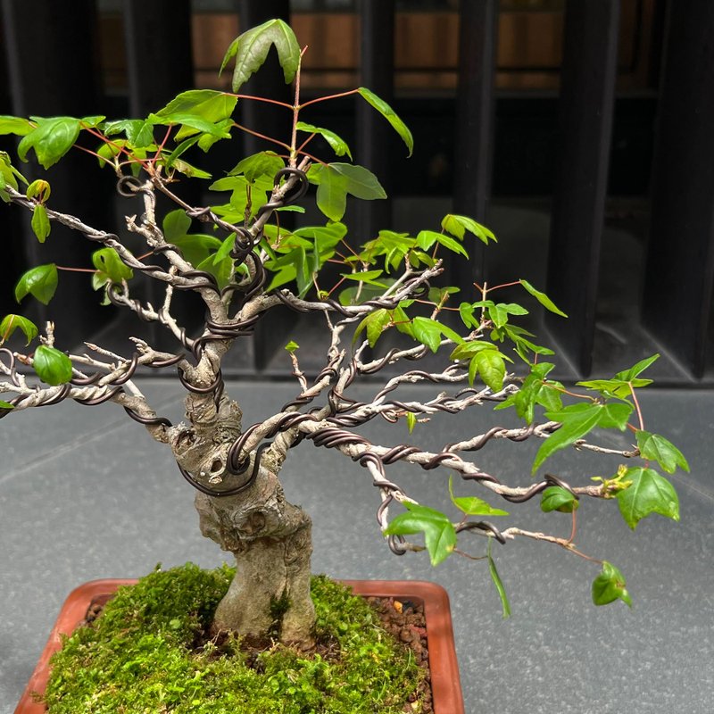日本唐楓∣變異扁幹 小品盆景盆栽 - 植栽/盆栽 - 陶 