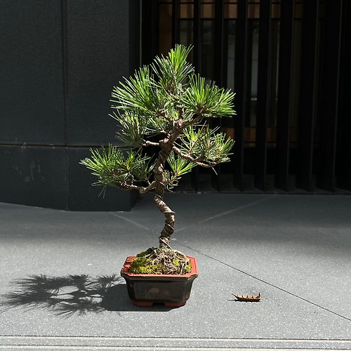 mu bonsai 茉莉愛草 常青樹 日本三河黑松∣文人盆景樹