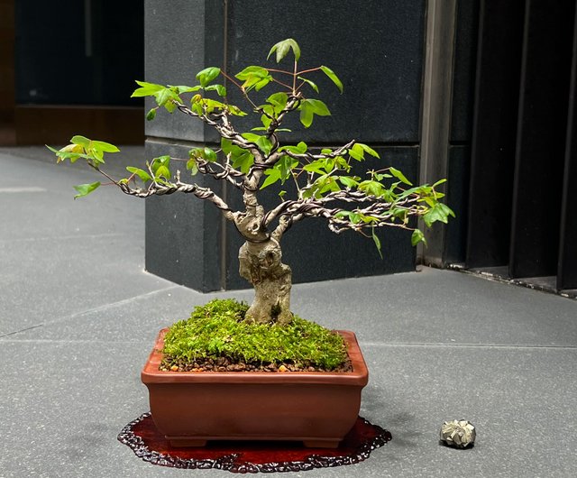 日本唐楓∣變異扁幹小品盆景盆栽mu bonsai 翠庭｜植栽/盆栽人氣