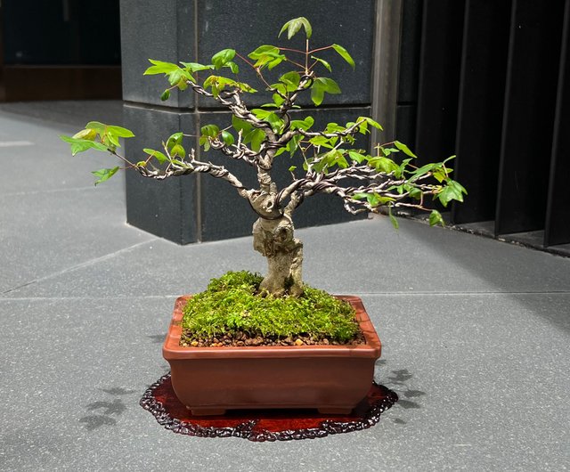 た*ー様 楓　盆栽 雑木盆栽】楓（カエデ・Maple） <K7> | BONSAI 鉄と山 | Garden