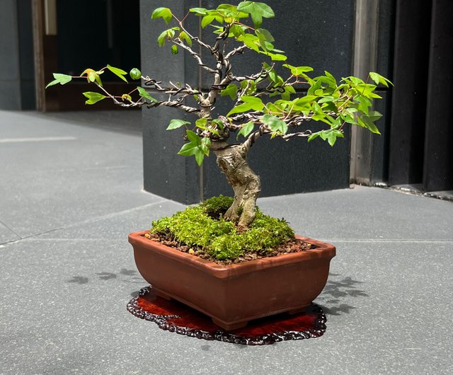 中国美術、唐物盆栽台 台北汉风盆景雅石展登场“盆景是国宝” | 汉风盆景展| 台北市盆景
