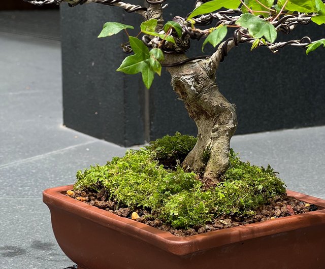 唐楓 ∣ 異形平幹小型盆栽鉢植え - ショップ mu bonsai 観葉植物