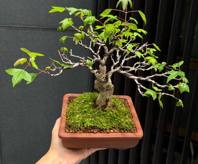 唐楓 ∣ 異形平幹小型盆栽鉢植え - ショップ mu bonsai 観葉植物