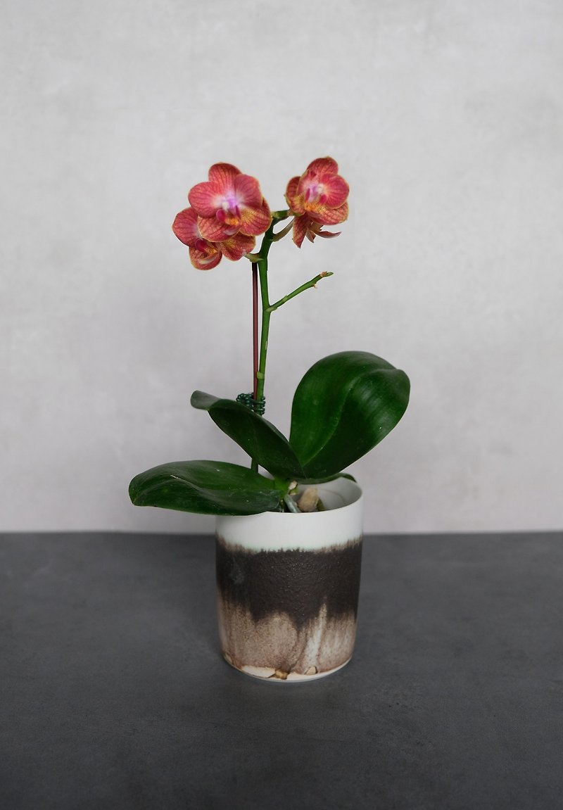 元京小蘭花瓶 - 花瓶・植木鉢 - 陶器 ホワイト