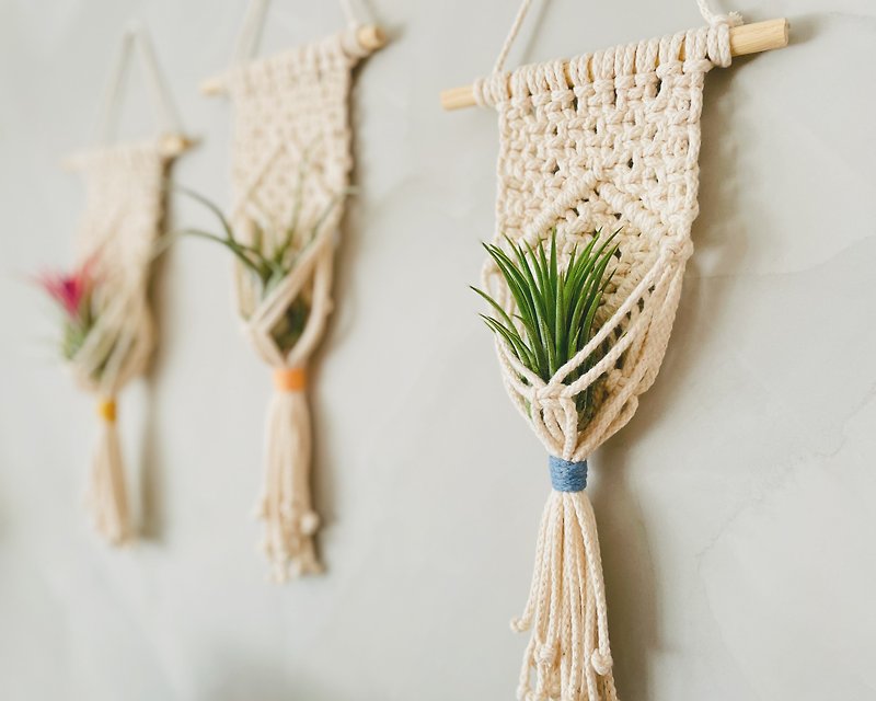 Macrame 植物編織 | 空氣鳳梨編織掛飾(含植物)可加購禮盒 - 裝飾/擺設  - 植物．花 白色