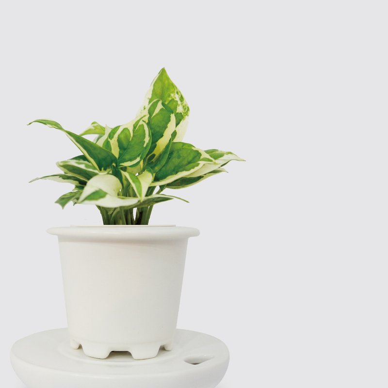 │ 窯瓷系列 │ 日本白金葛 - 廚浴植物 瓷器 水耕盆栽 - 植栽/盆栽 - 植物．花 