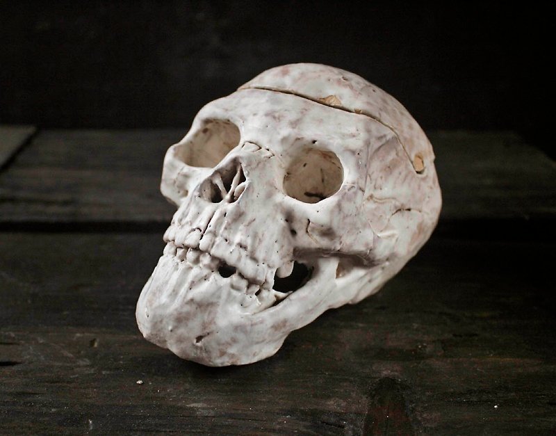 Skull pottery box (height 9.1cm storage box) - Storage - Pottery White