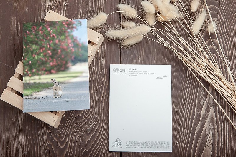 Rabbit Photography Postcard-Where to Look - การ์ด/โปสการ์ด - กระดาษ สึชมพู