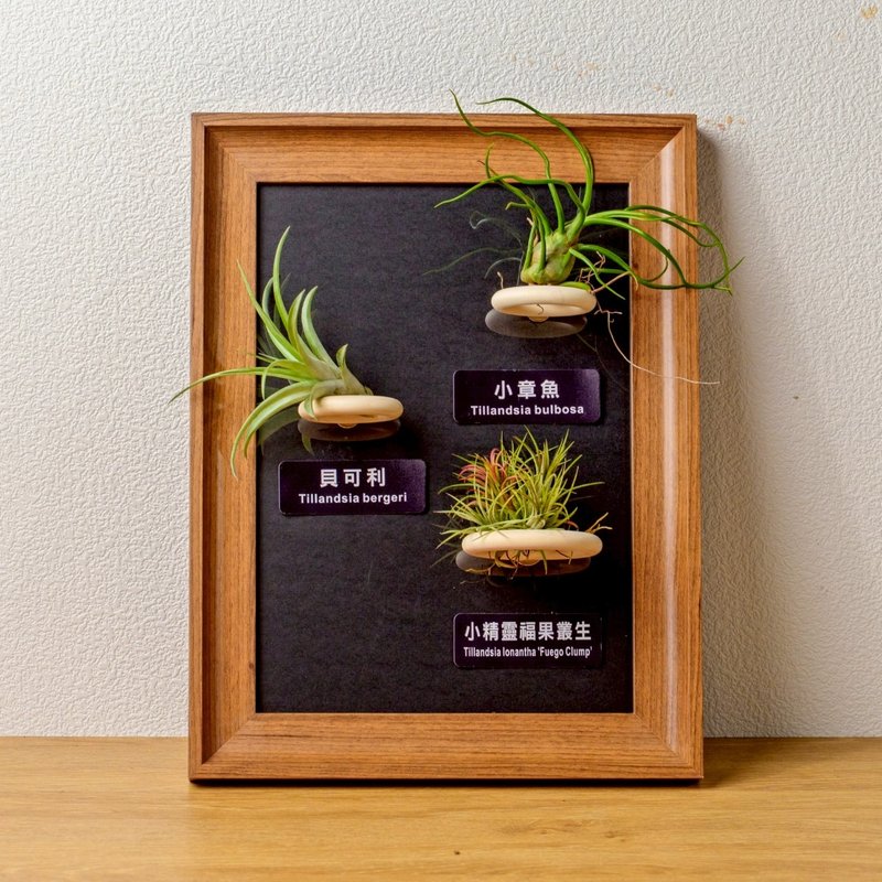 空氣鳳梨 小章魚 貝可利 小精靈福果叢生 磁吸相框 - 盆栽/植栽 - 植物．花 咖啡色