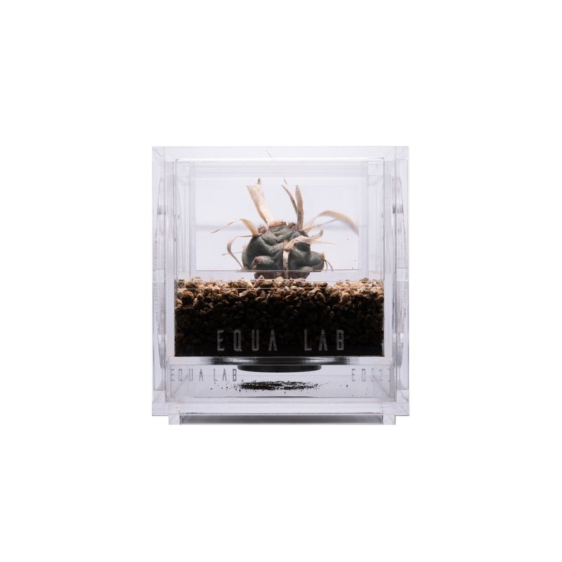 EQUALAB MFNVBOX 多功能自然景觀箱 多肉植物模組 For Succulent - 盆栽/植栽 - 其他材質 透明
