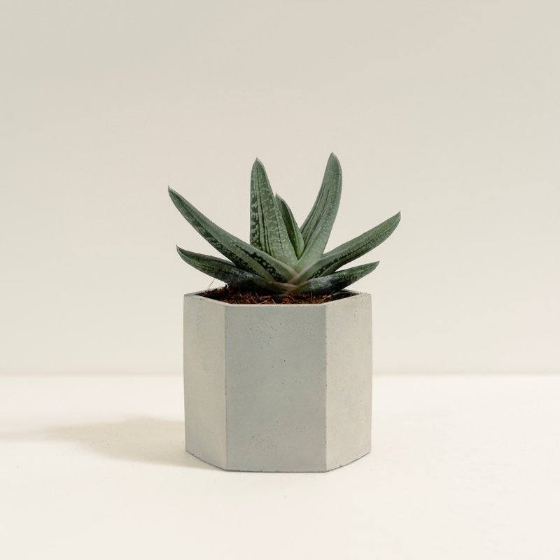 磯松錦│泥作系列│福所栽 - 盆栽/植栽 - 水泥 銀色