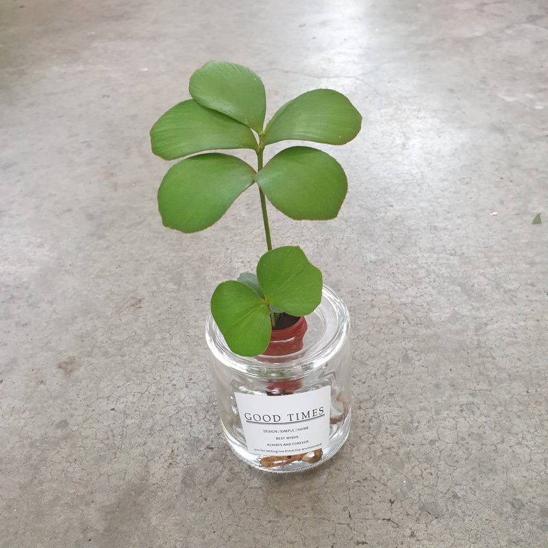 墨西哥鐵樹 幸運樹 水耕 室內盆栽 - 植栽/盆栽 - 玻璃 紅色
