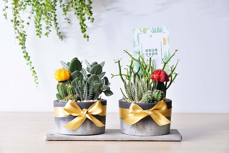 Summer Lollipops - Multi Meat Bistro | Opening Housewarming Gifts - Plants - Paper Green