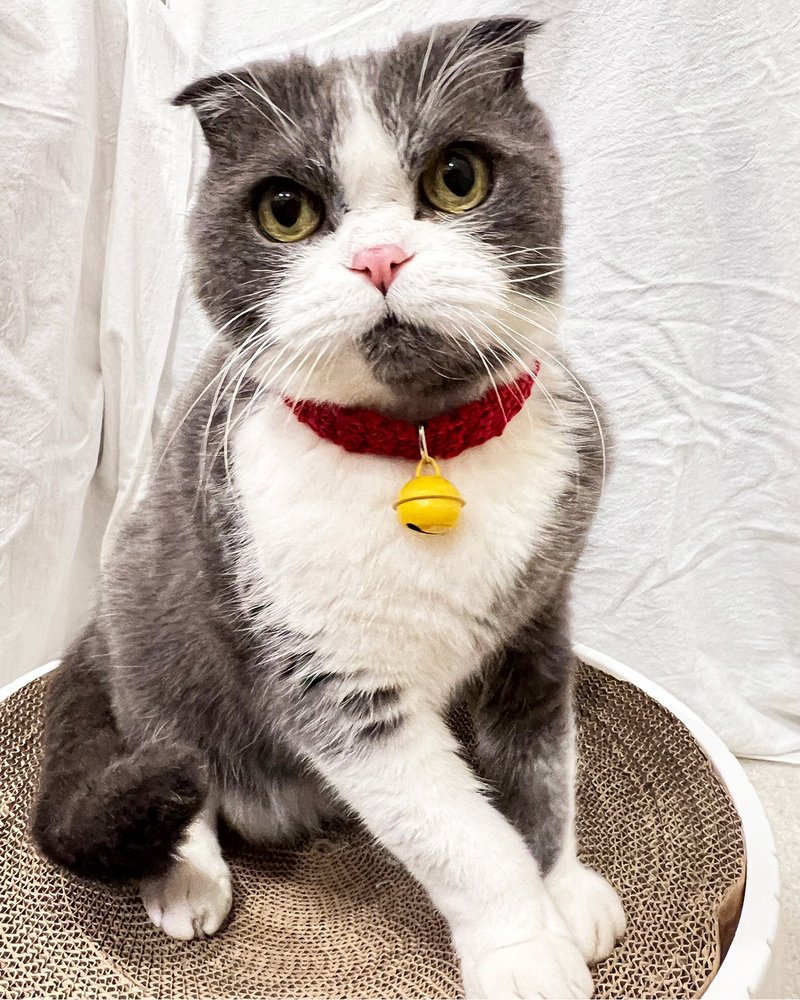 【ベル＋安全バックル】コットン猫首輪 -レッドハンドメイド/安全首輪/ドラえもんベルカラー - 首輪・リード - コットン・麻 