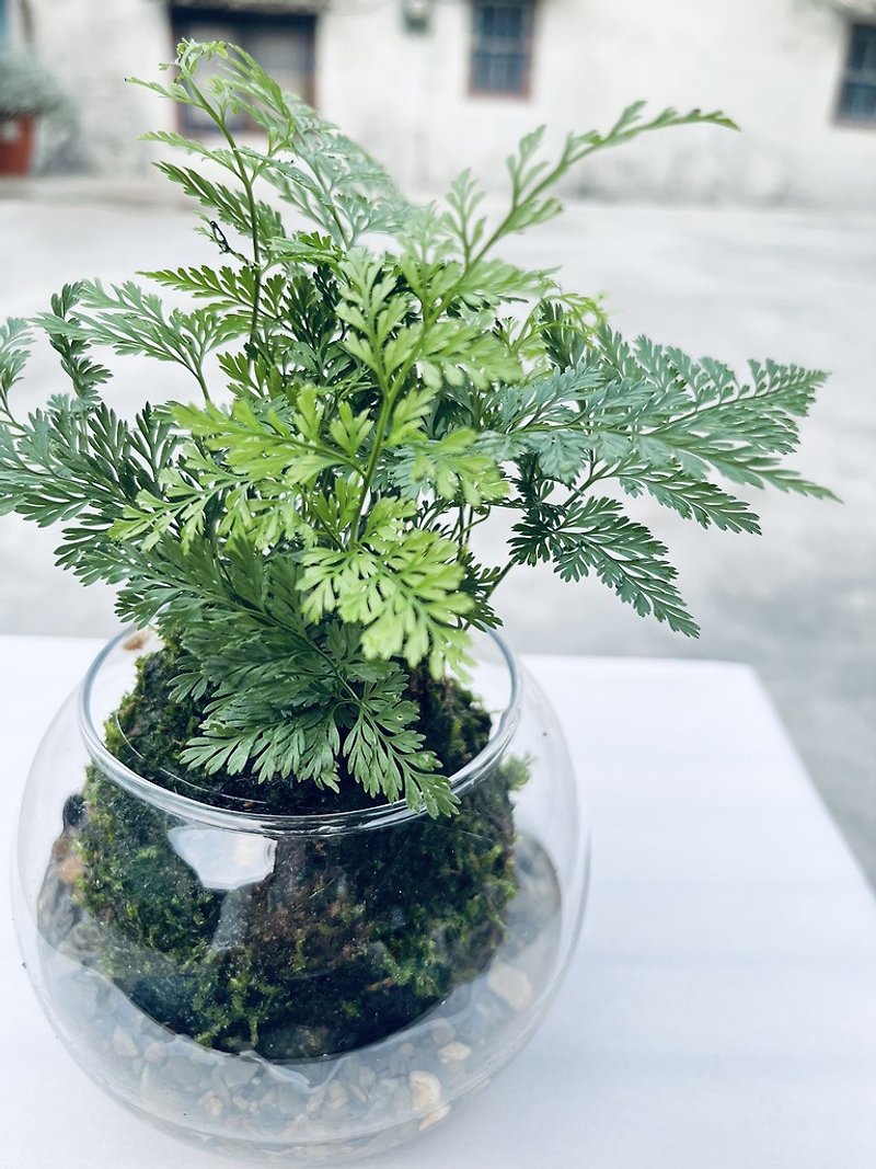 ラビットフットシダl 植物 苔玉 シダ 室内植栽 ギフト - 観葉植物 - 寄せ植え・花 