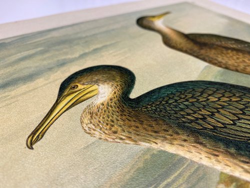 アンティーク 19 世紀ドイツの石のリトグラフ イラスト