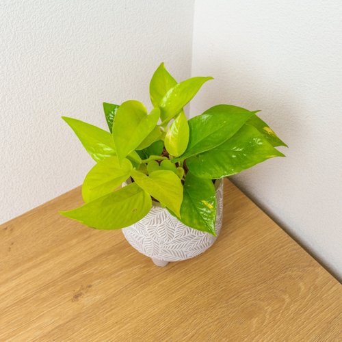 巧繪網植物館 萊姆黃金葛 小樹葉紋 水泥盆栽 桌上盆栽 開幕送禮 喬遷禮物