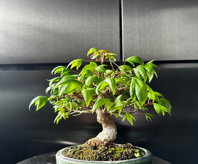 楓盆栽② 盆栽・明樹園】楓の葉刈り・切込み作業 かえで カエデ 石付 Japanese