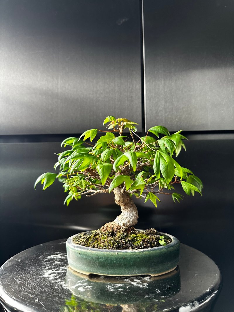 日本矮霸 唐楓 植物 盆景 盆栽 bonsai 楓葉 塊根 多肉植物 - 植栽/盆栽 - 植物．花 綠色