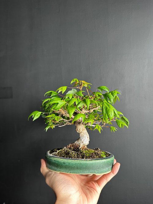 日本の矮性唐楓植物盆栽鉢植え盆栽楓の葉の根多肉植物 - ショップ