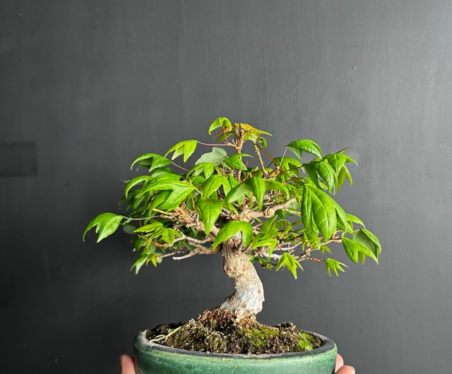 小鉢 楓葉文 5個 ac618117f22744ae7d1ceb851a8859