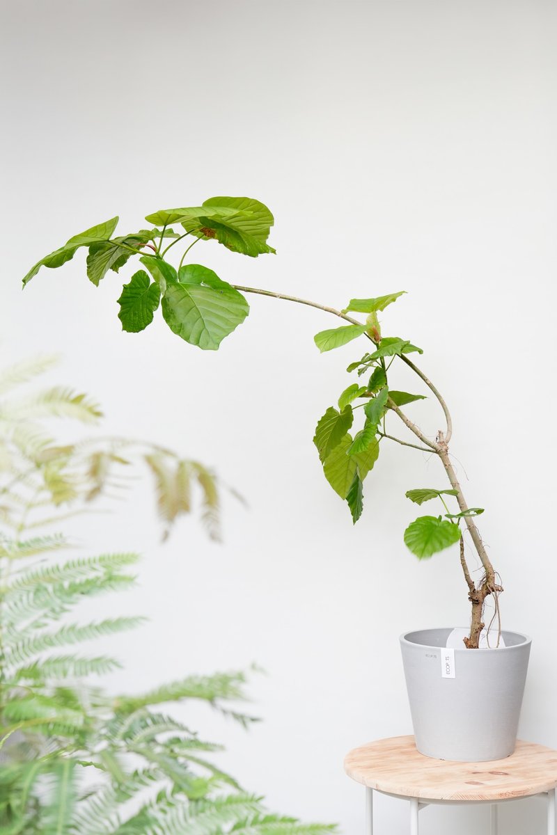愛心榕│有植 Yuzhi - 盆栽/植栽 - 植物．花 