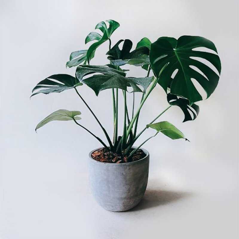 The first choice for potted plants for opening gifts – Monstera taro - Plants - Plants & Flowers 