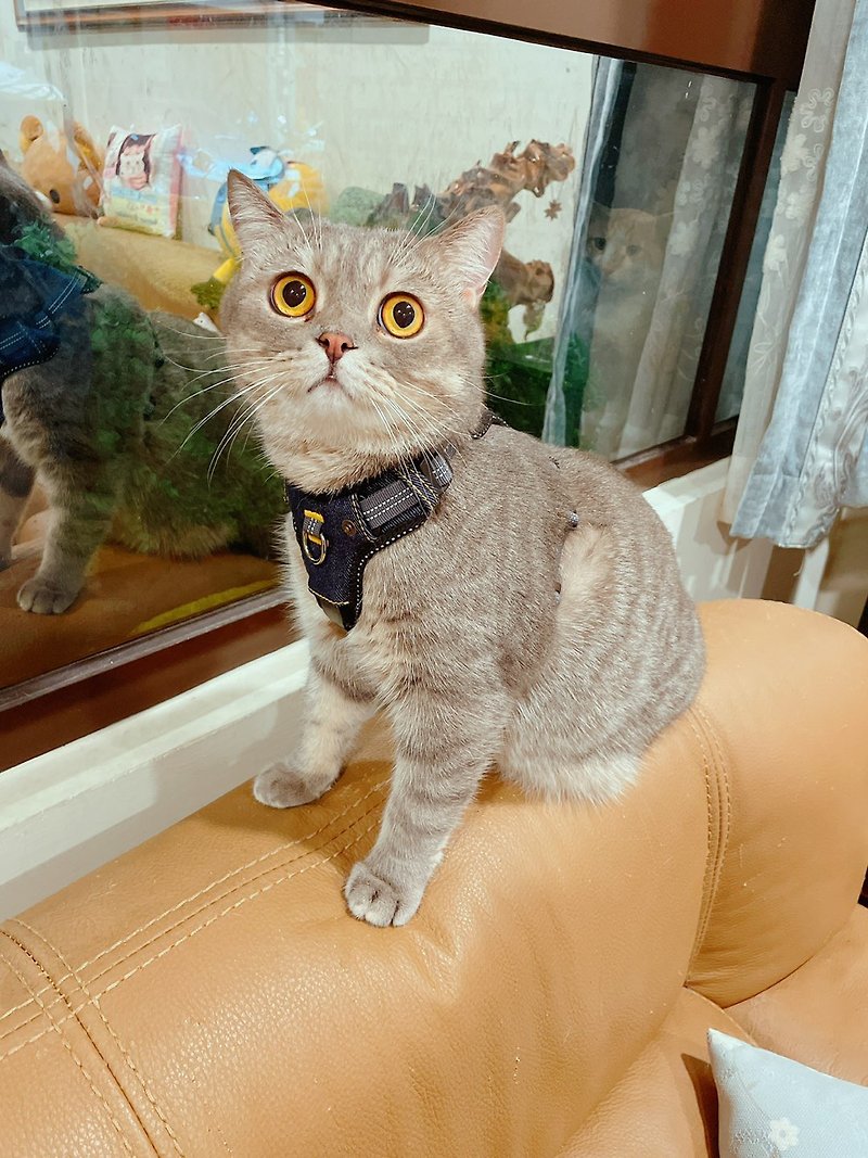 PETRICK 日日貓咪用胸背帶 除臭竹炭丹寧系列 - 項圈/牽繩 - 其他人造纖維 