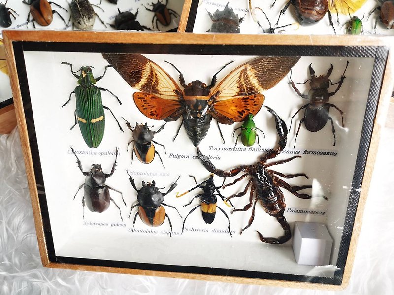 Set Mix Collection Insect Bugs Taxidermy Wood Box Display In Home Decor - Items for Display - Wood 