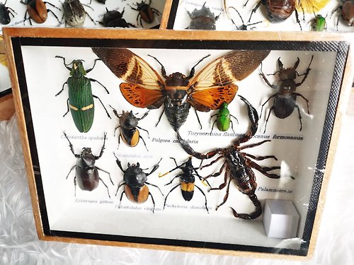 cococollection Set Mix Collection Insect Bugs Taxidermy Wood Box Display In Home Decor