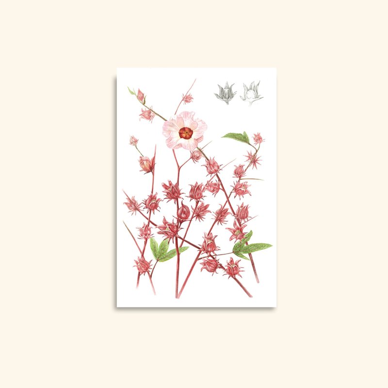 Roselle Greeting Card, Botanical Flower Card, Printed from Original Watercolor - 卡片/明信片 - 紙 