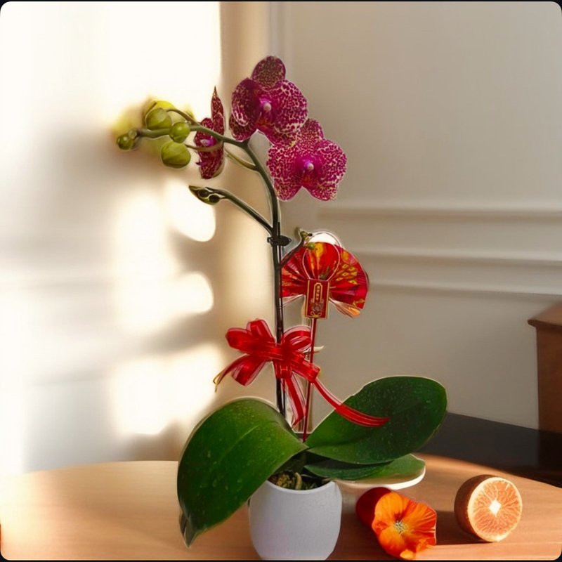 [Wealth and Auspiciousness] Phalaenopsis New Year Flower Ceremony Opening Gifts Personal Living Room Decorations - Plants - Pottery 